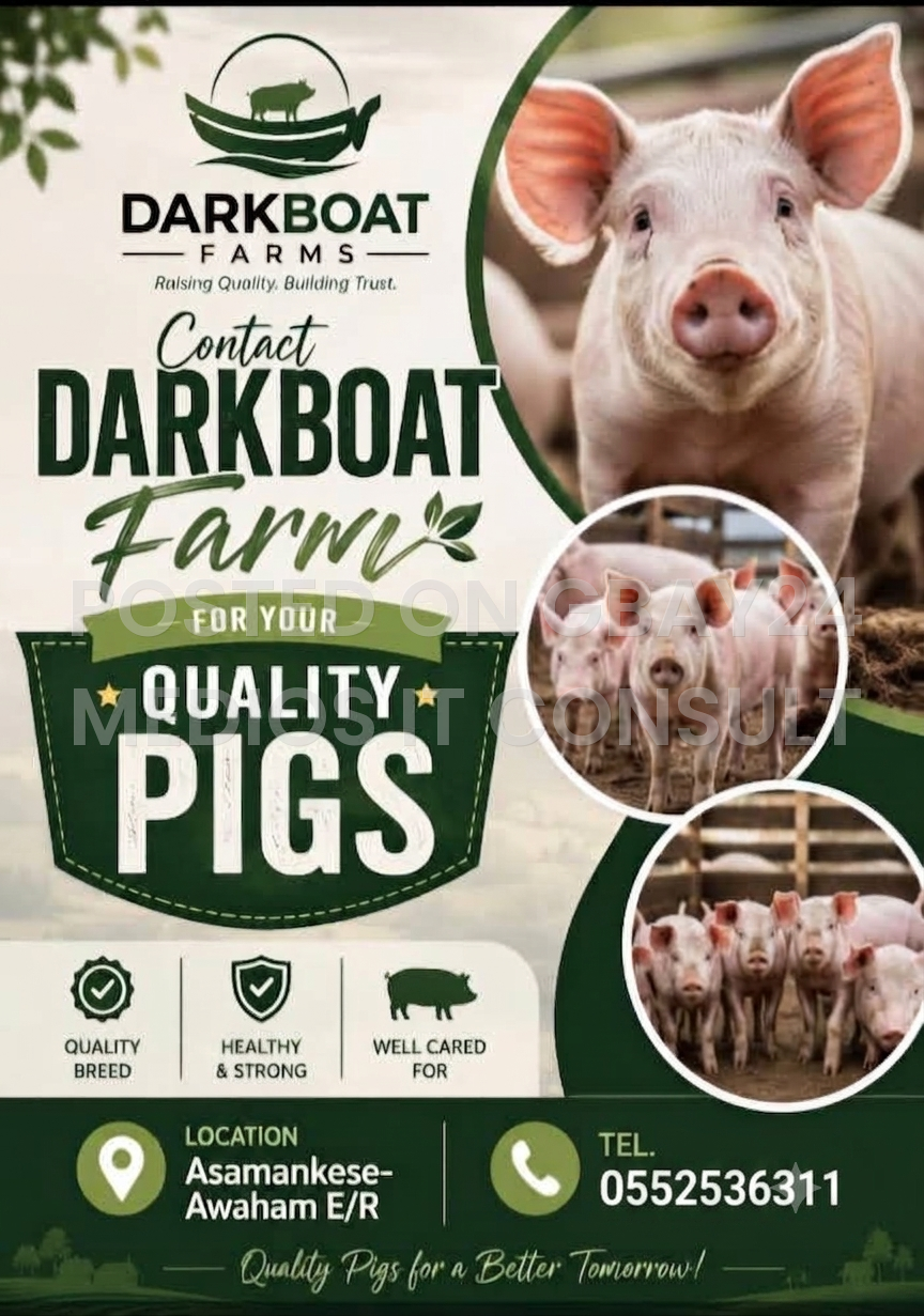 Looking for premium, healthy, and farm-fresh pigs?